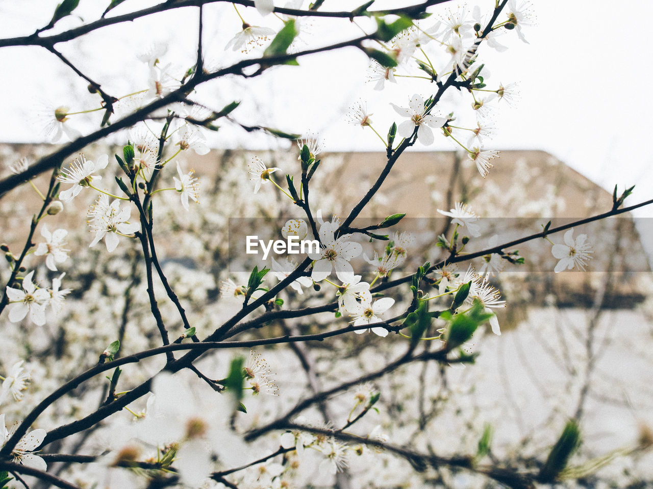 CLOSE-UP OF FLOWERS ON TREE