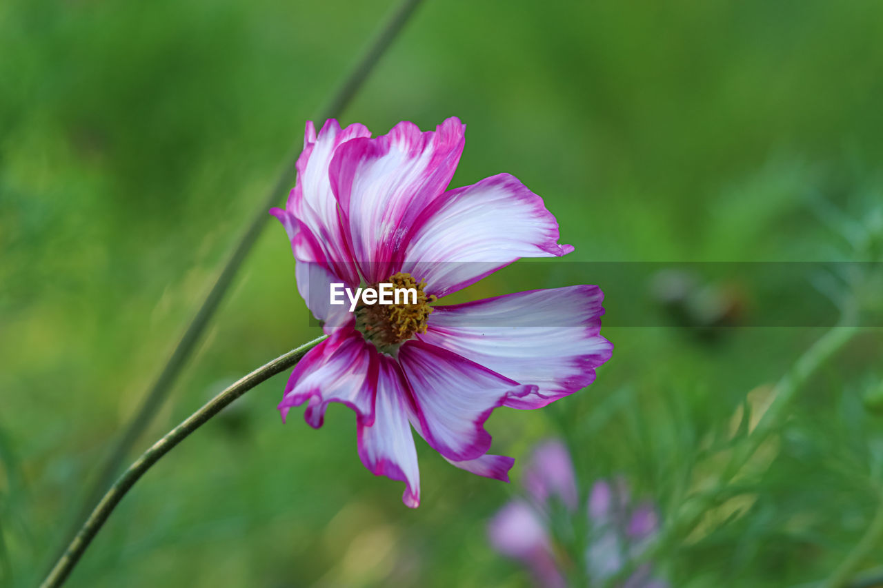 CLOSE-UP OF PINK COSMOS FLOWERS