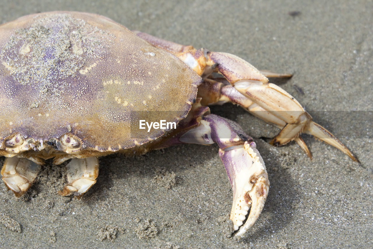 Close-up of crab on sand