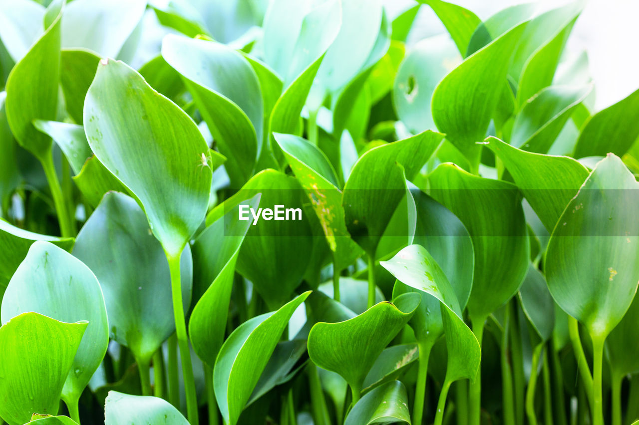 Full frame shot of fresh green plants