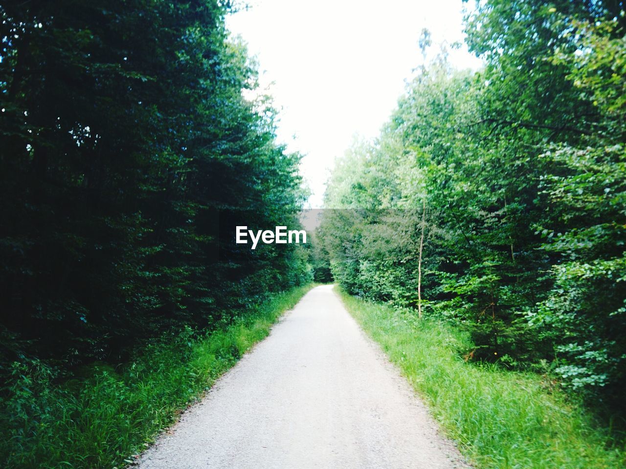 Road amidst trees against clear sky in forest