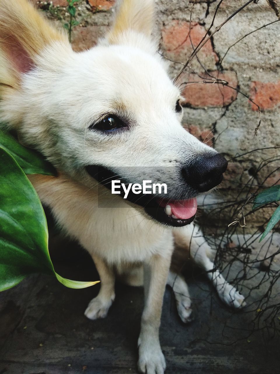 CLOSE-UP OF DOG LOOKING AWAY OUTDOORS