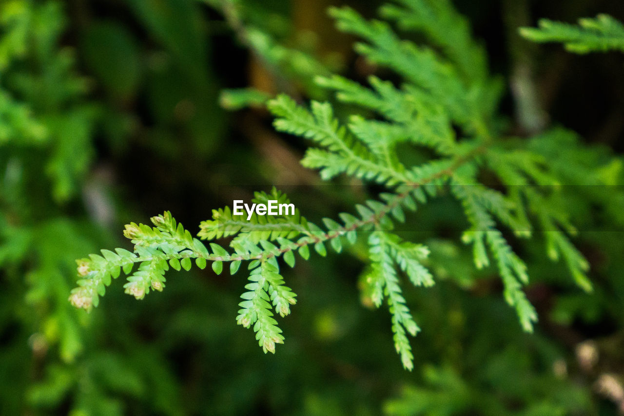 CLOSE-UP OF GREEN LEAVES