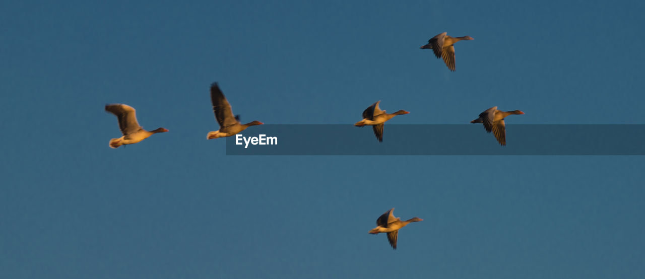 flying, bird, animal, animal themes, animal wildlife, wildlife, sky, group of animals, blue, nature, mid-air, clear sky, no people, flock, spread wings, animal migration, bird migration, low angle view, wing, water bird, day, outdoors, large group of animals, motion