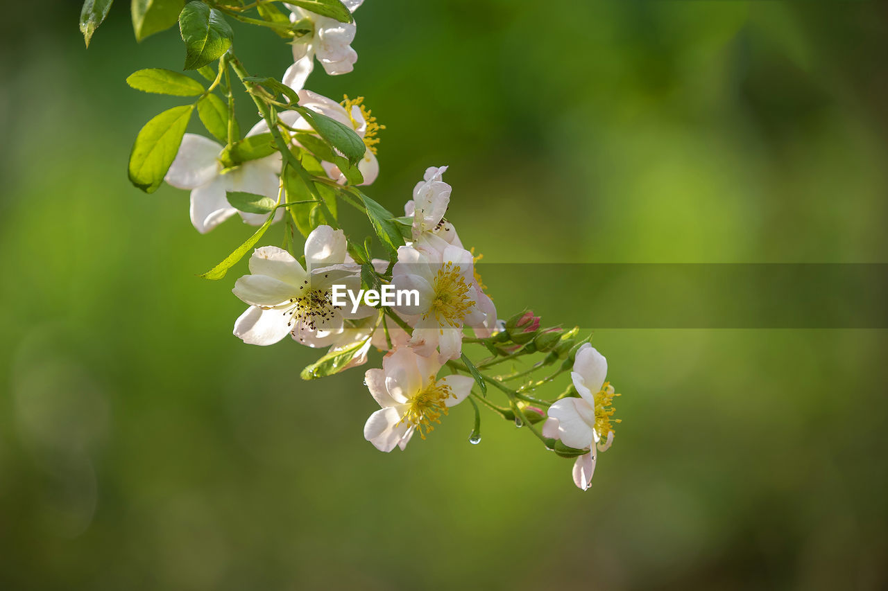 Close-up of white cherry blossoms