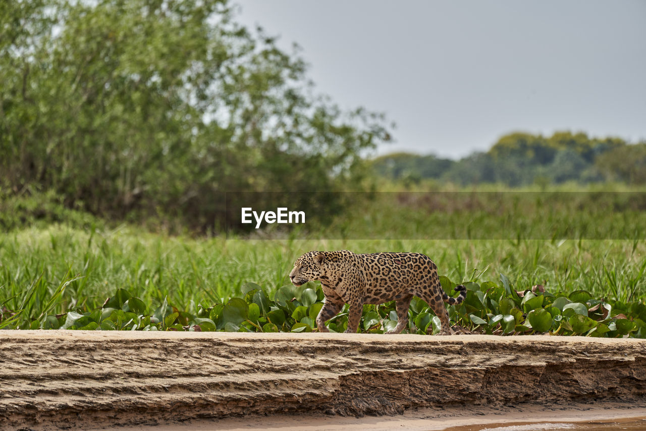 Jaguar, panthera onca, stalking along a sand bank on cuiaba river in the pantanal, brazil. 