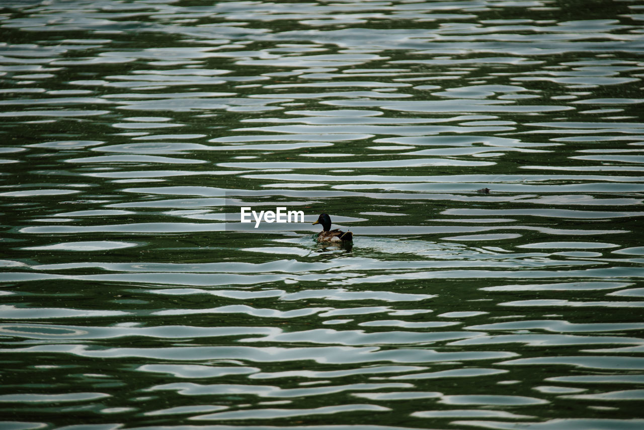 water, animal themes, animal wildlife, animal, wildlife, swimming, duck, one animal, reflection, bird, water bird, lake, rippled, ducks, geese and swans, waterfront, nature, no people, day, poultry, beauty in nature, high angle view, outdoors