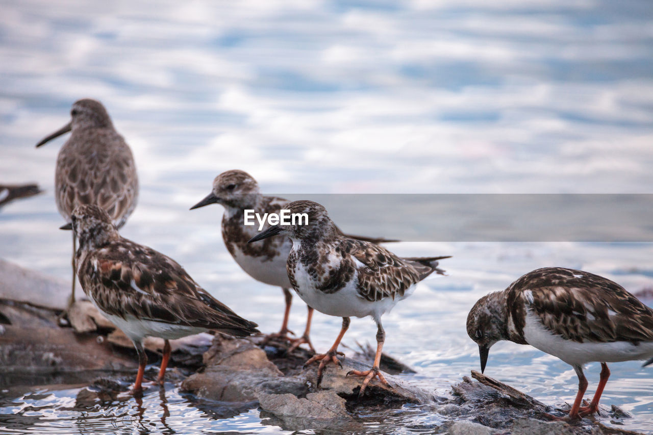 Nesting ruddy turnstone wading bird arenaria interpres along the shoreline of barefoot beach