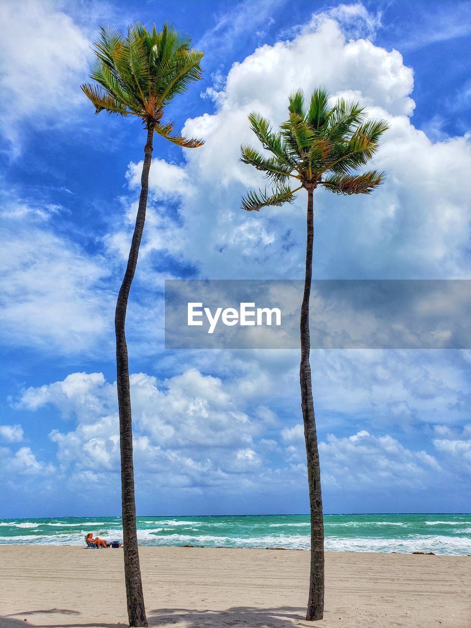 palm tree on beach