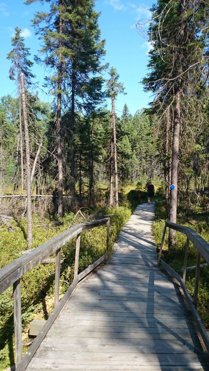 Boardwalk amidst trees at algonquin provincial park