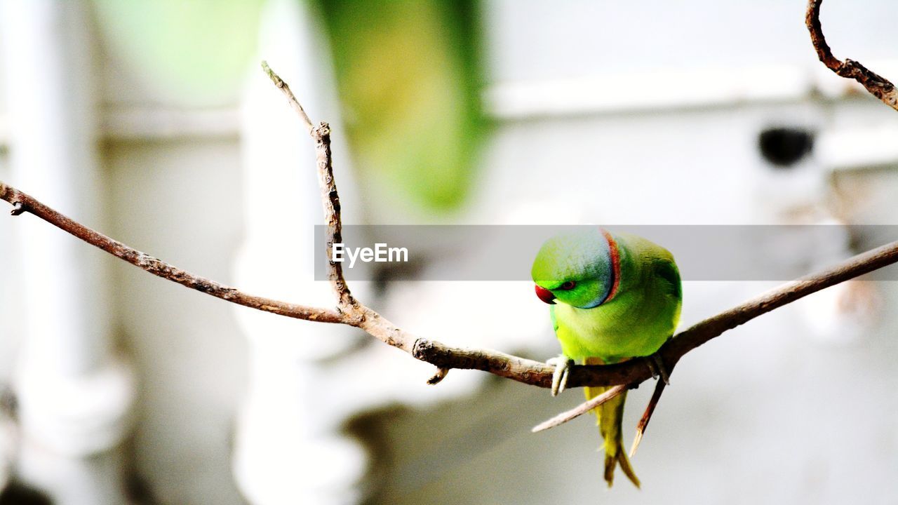 Close-up of bird perching on branch