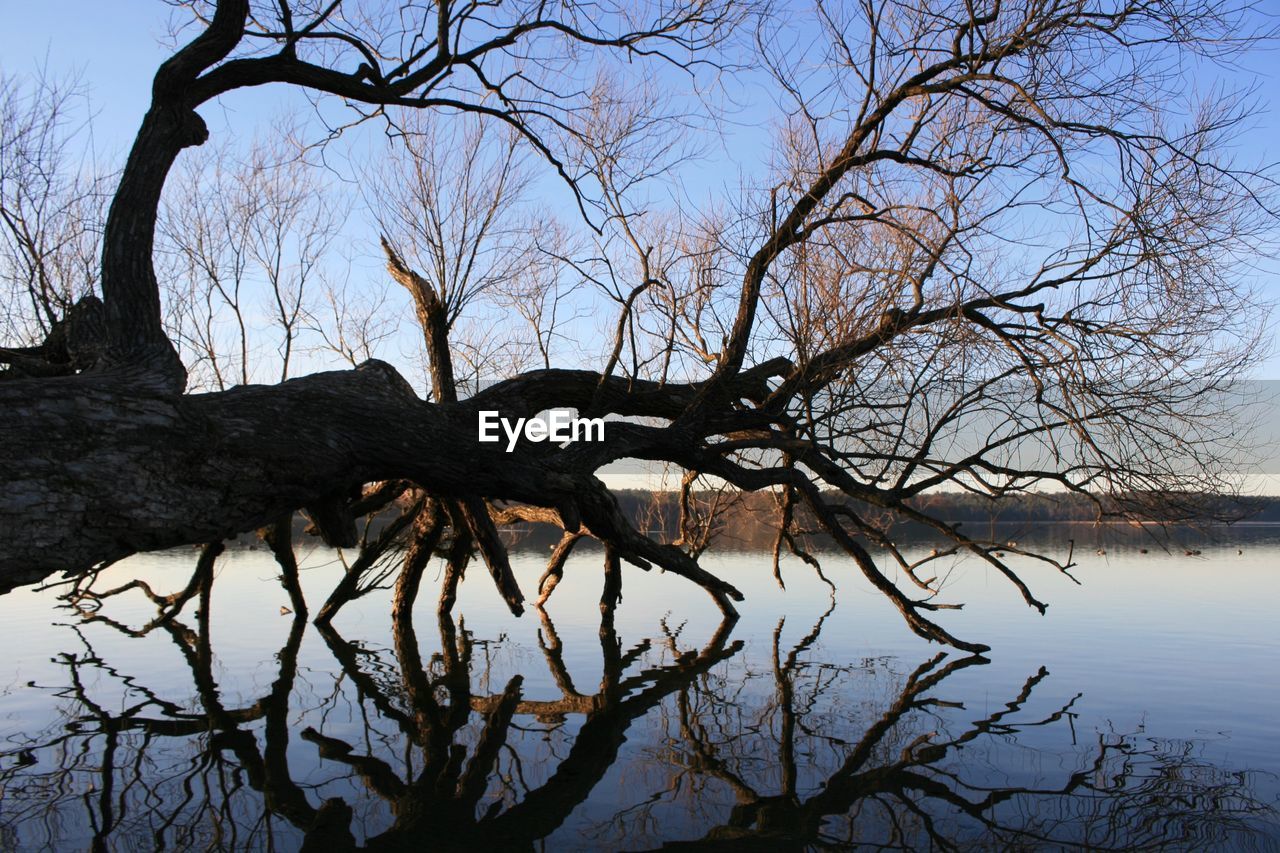 BARE TREE IN LAKE