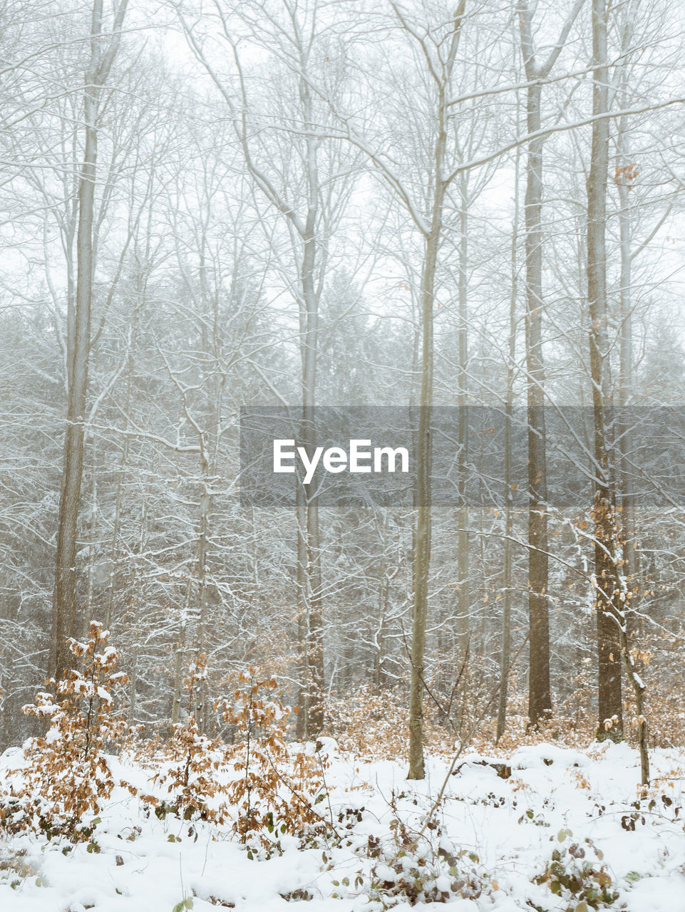 SNOW COVERED BARE TREES IN FOREST