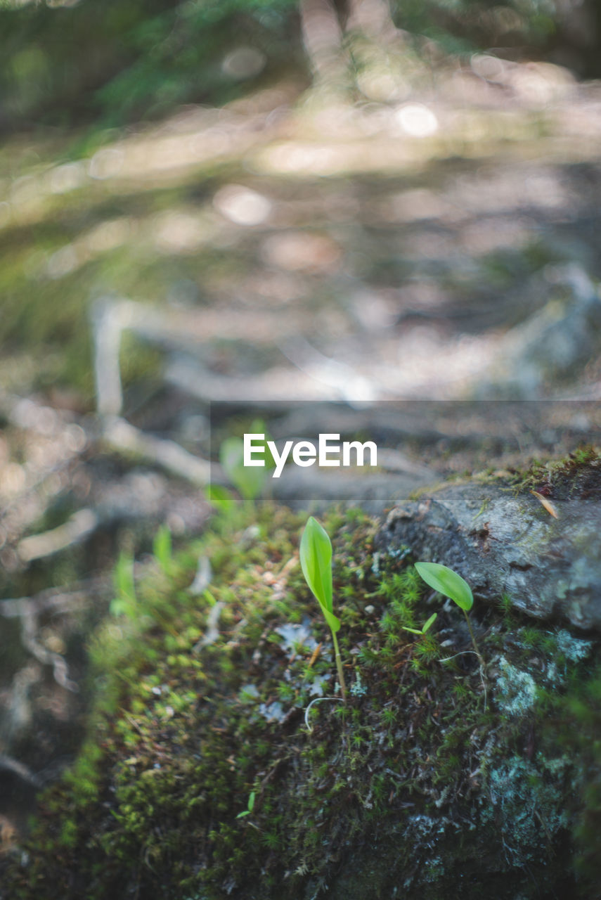 MOSS GROWING ON ROCKS