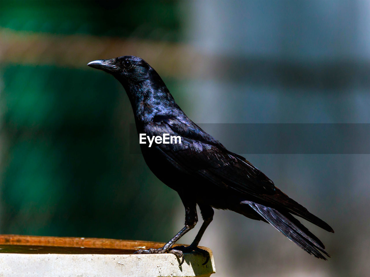 Close-up of bird perching on wood