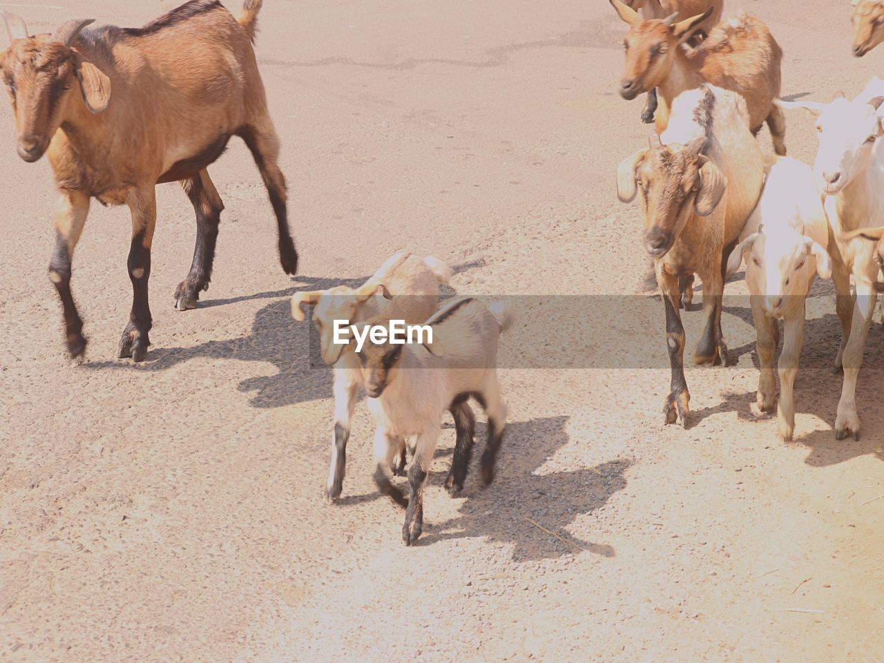 HIGH ANGLE VIEW OF HORSES