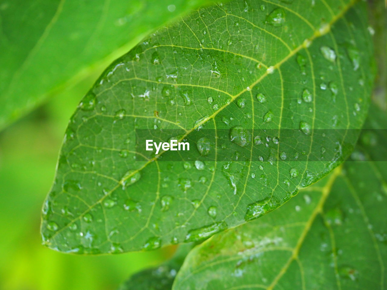 Close-up of wet leaves