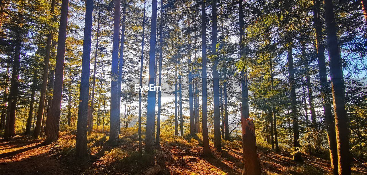 Trees in forest during autumn