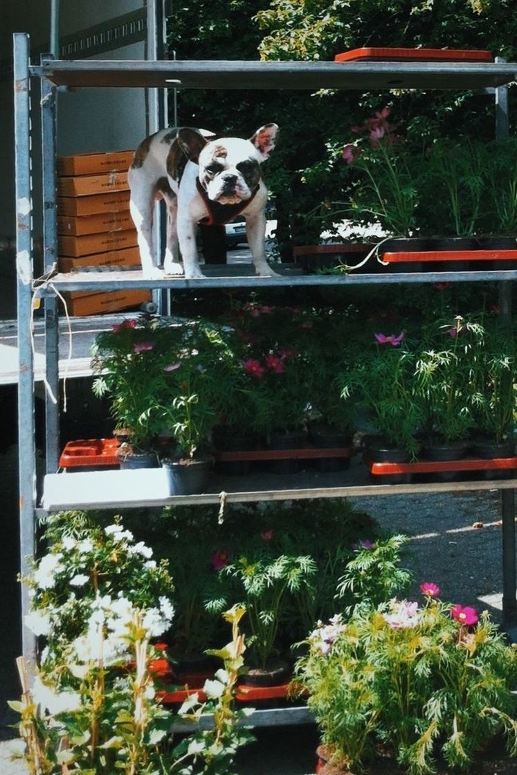 French bulldog standing on shelf with potted plants