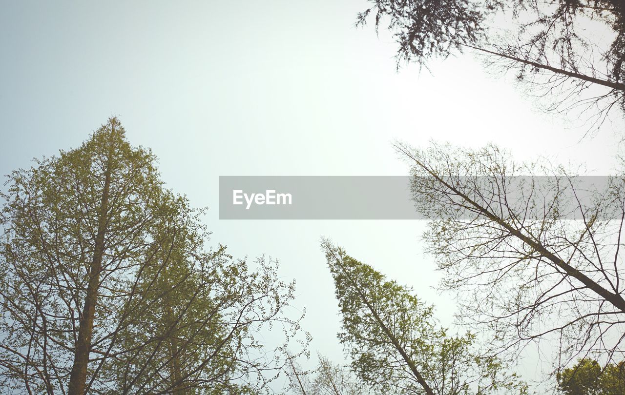 LOW ANGLE VIEW OF TREES AGAINST SKY