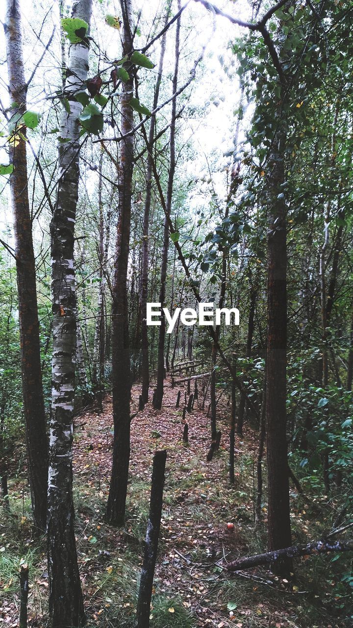 TREES GROWING IN FOREST