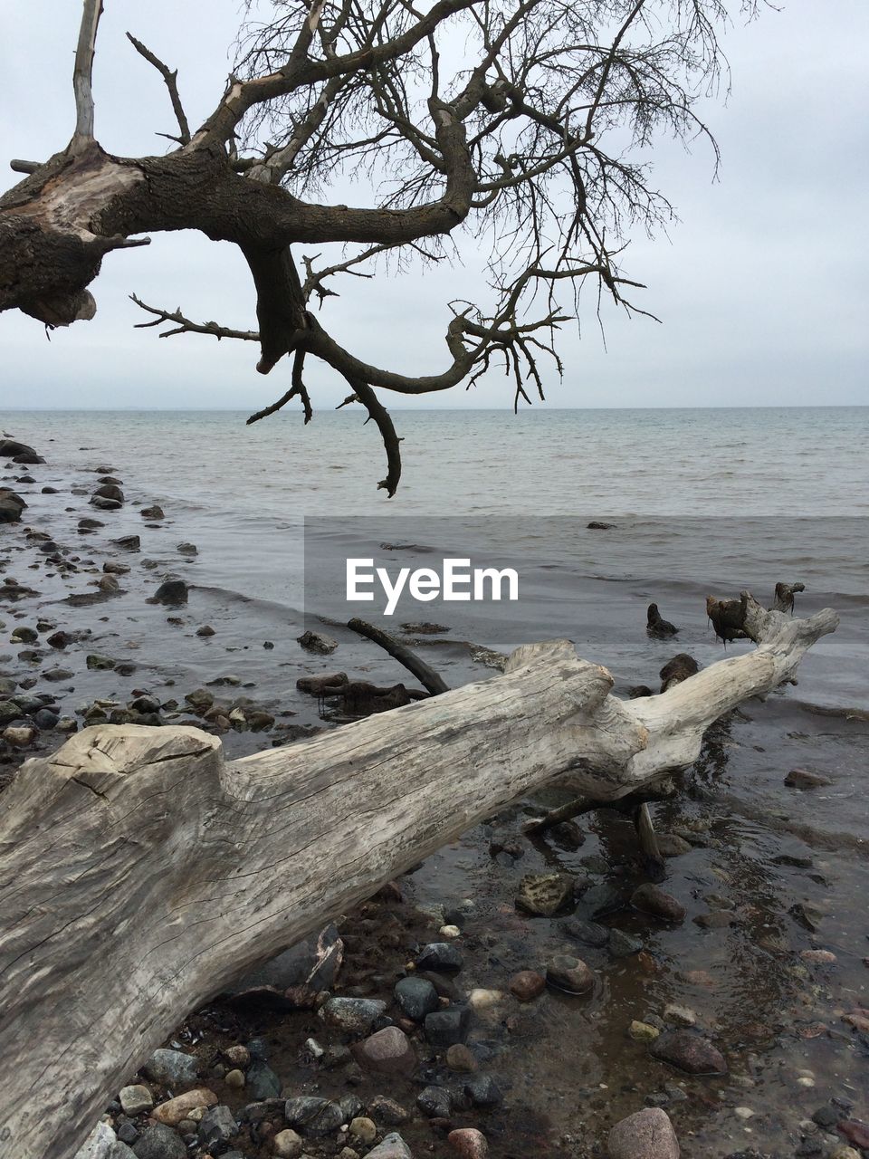 SCENIC VIEW OF DRIFTWOOD ON BEACH