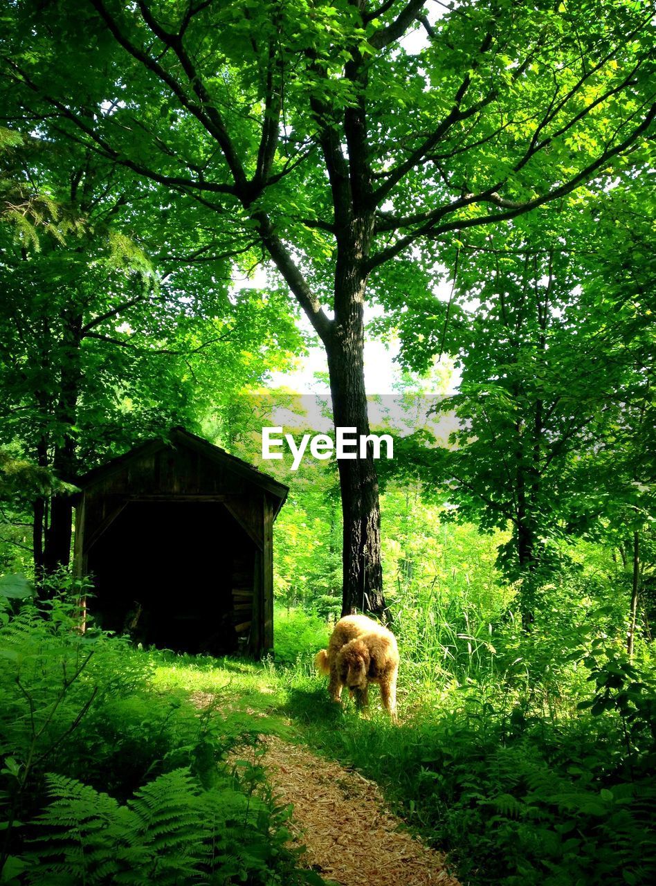 Goldendoodle in forest