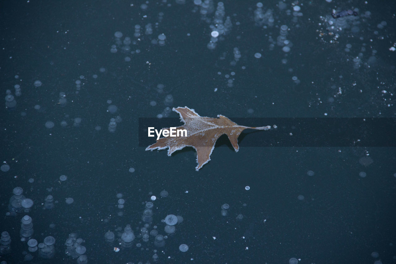 CLOSE-UP OF MAPLE LEAF ON WATER AT AUTUMN