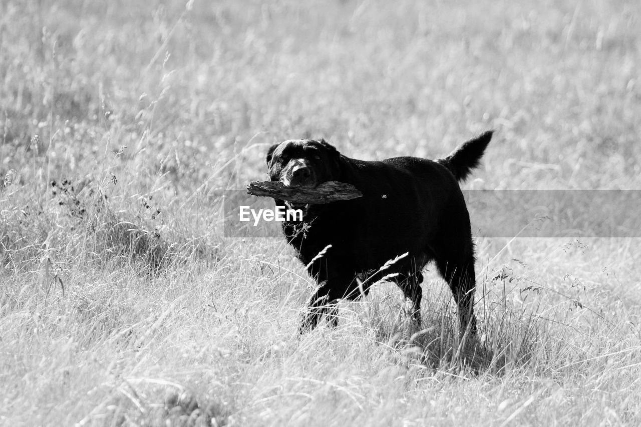 BLACK DOG RUNNING ON GRASS
