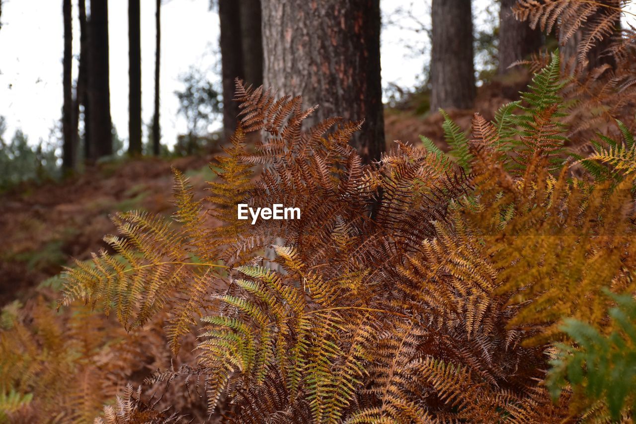 Close-up of tree in forest