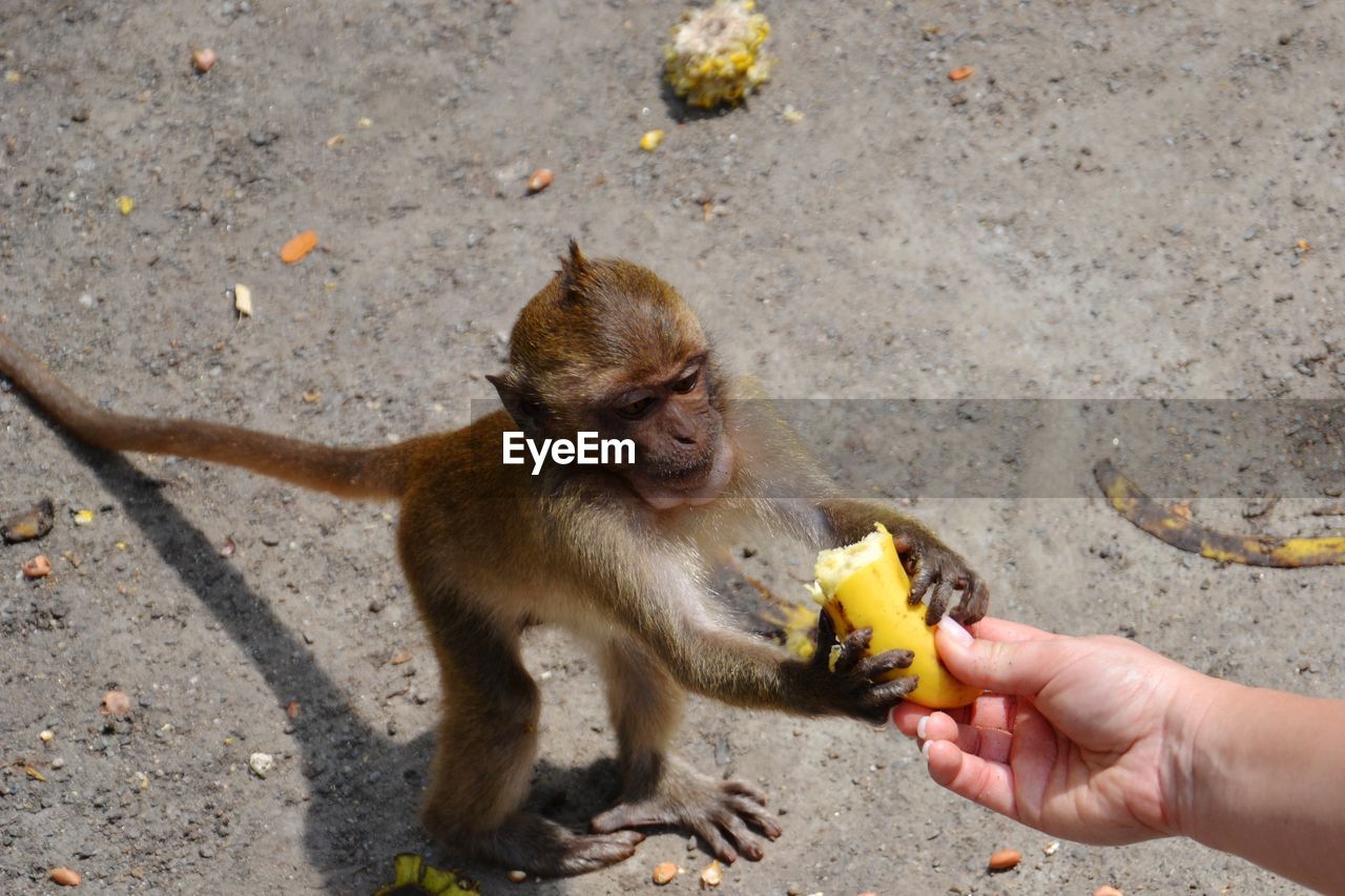 Monkey eating food on ground