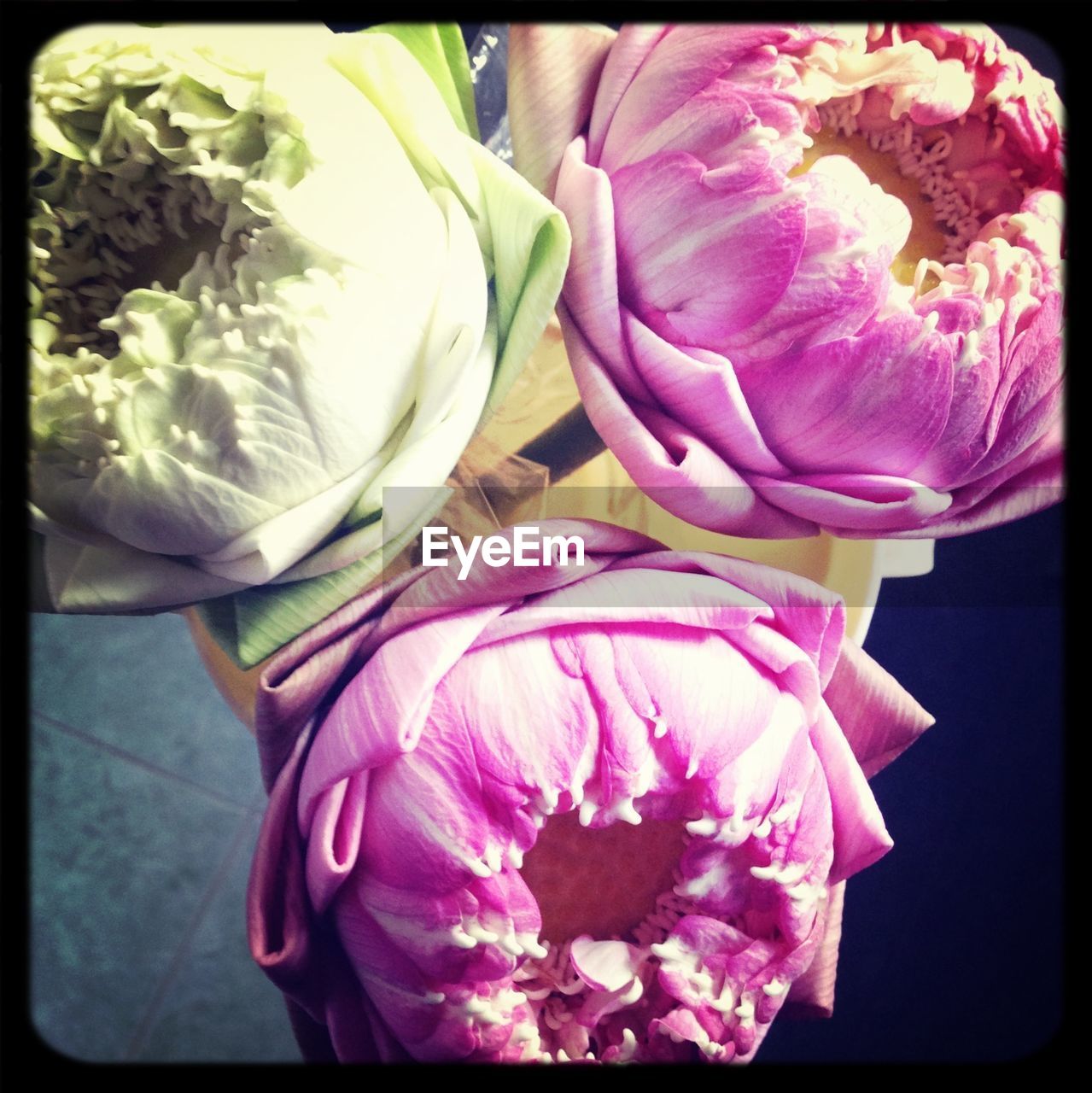 CLOSE-UP OF PINK FLOWERS BLOOMING