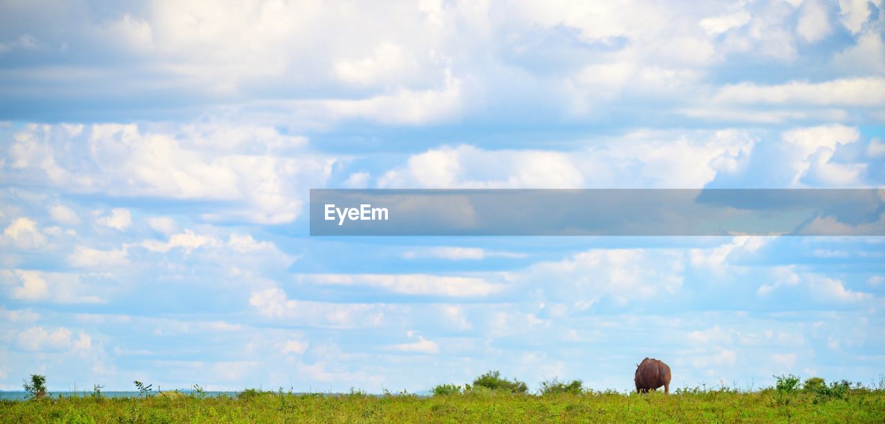 PANORAMIC SHOT OF A FIELD