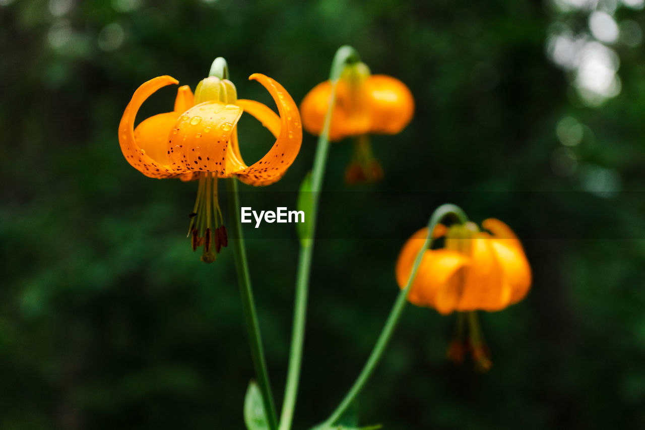 flower, plant, yellow, orange color, flowering plant, freshness, nature, beauty in nature, macro photography, close-up, focus on foreground, no people, food, growth, outdoors, wildflower, vegetable, food and drink, flower head, fragility, land, day