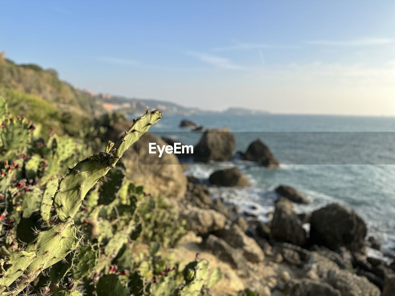 sea, nature, sky, water, land, beauty in nature, plant, scenics - nature, rock, no people, coast, horizon, tranquility, day, beach, flower, outdoors, environment, focus on foreground, landscape, horizon over water, tranquil scene, sunlight, shore, growth, terrain, cliff, blue