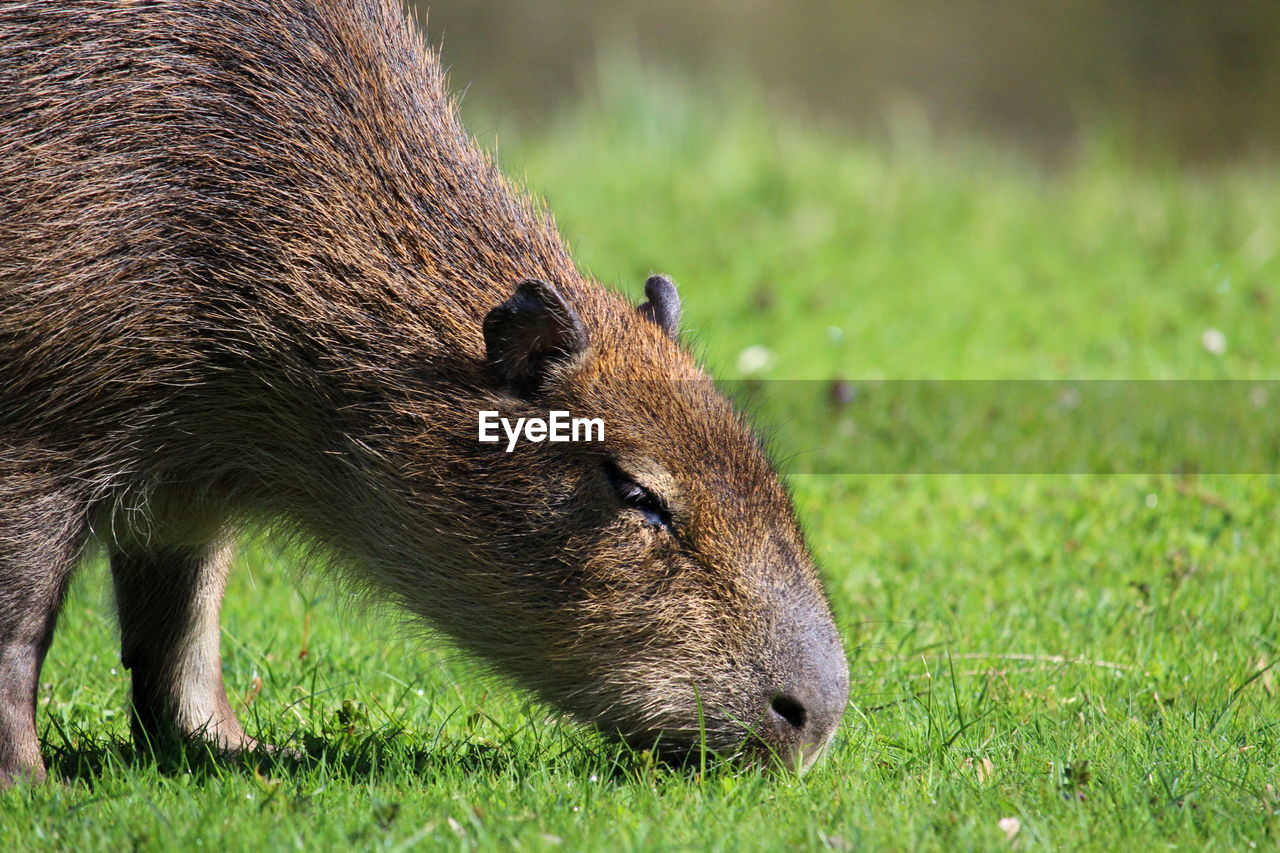 Eating capybara 