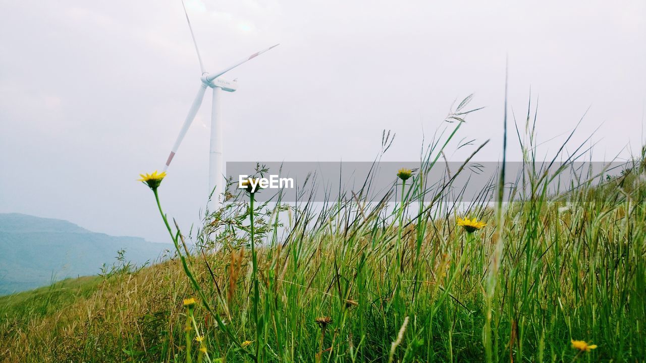 PLANTS GROWING IN FIELD