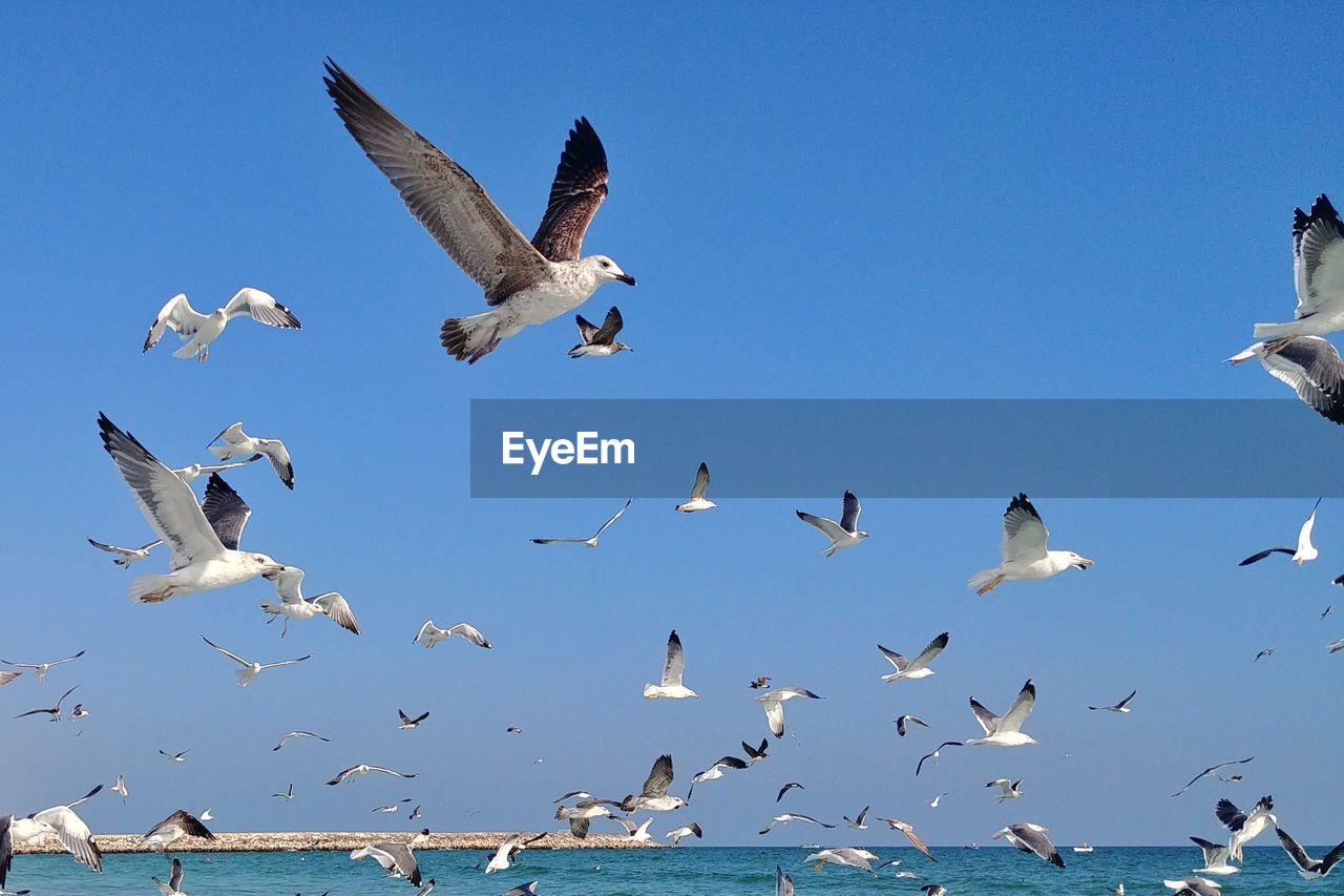 Low angle view of seagulls flying against clear sky in oman