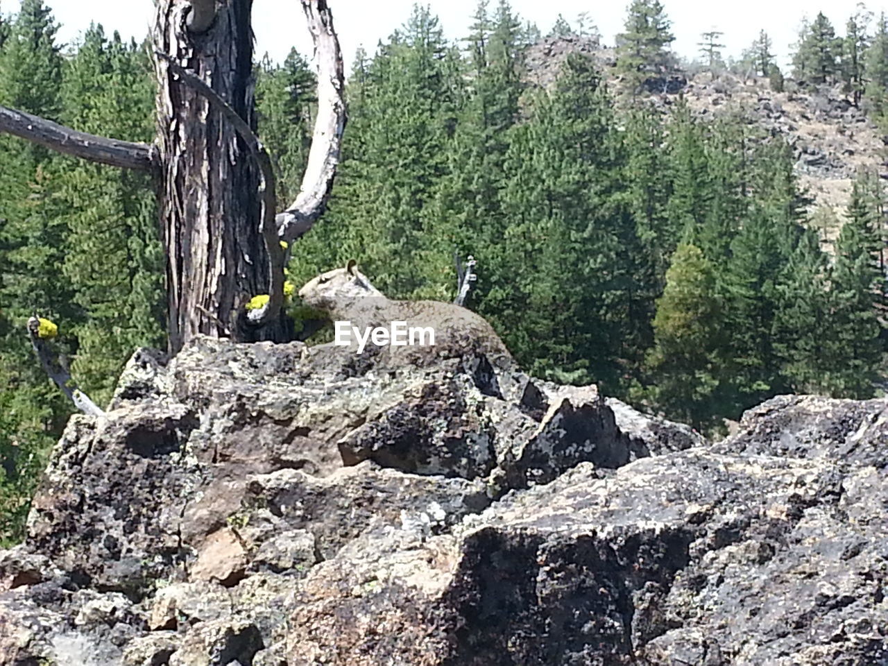 TREES GROWING IN FOREST