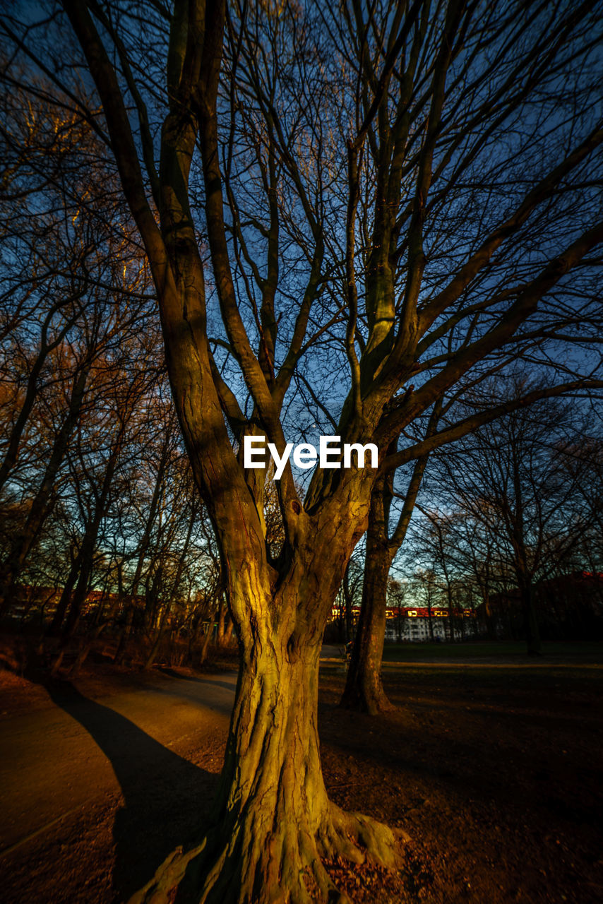 TREES ON FIELD AGAINST SKY