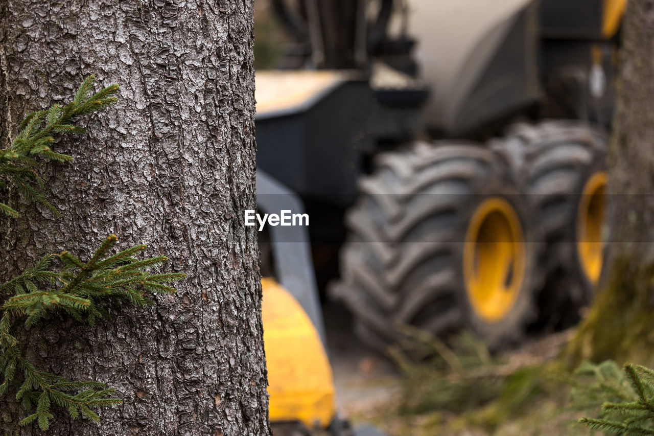 CLOSE-UP OF TREE TRUNK WITH PLANTS