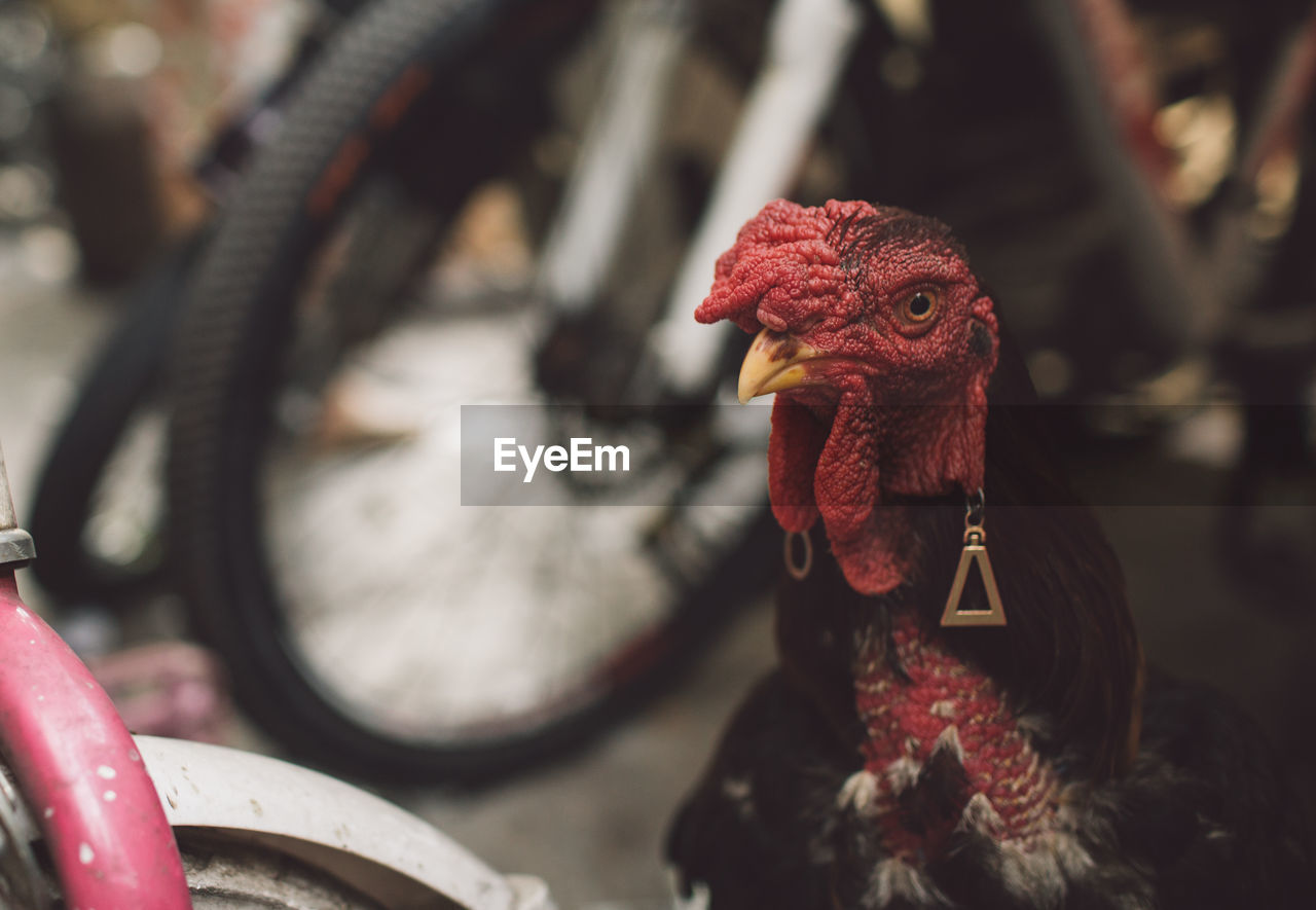 Close-up of rooster by bicycle