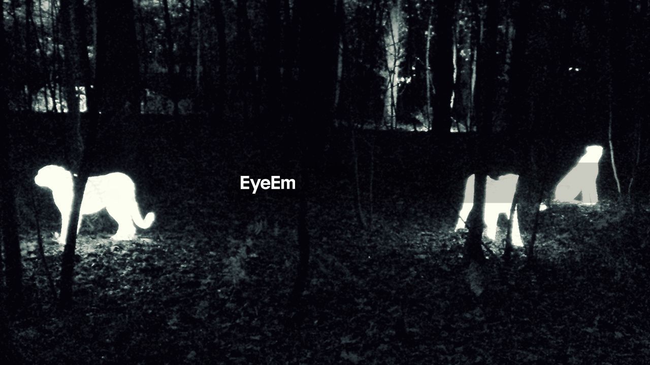 DIGITAL COMPOSITE IMAGE OF PEOPLE IN FOREST AT NIGHT