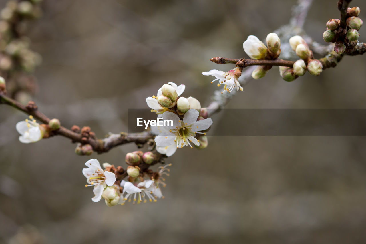 Close-up of white flowers blooming in park