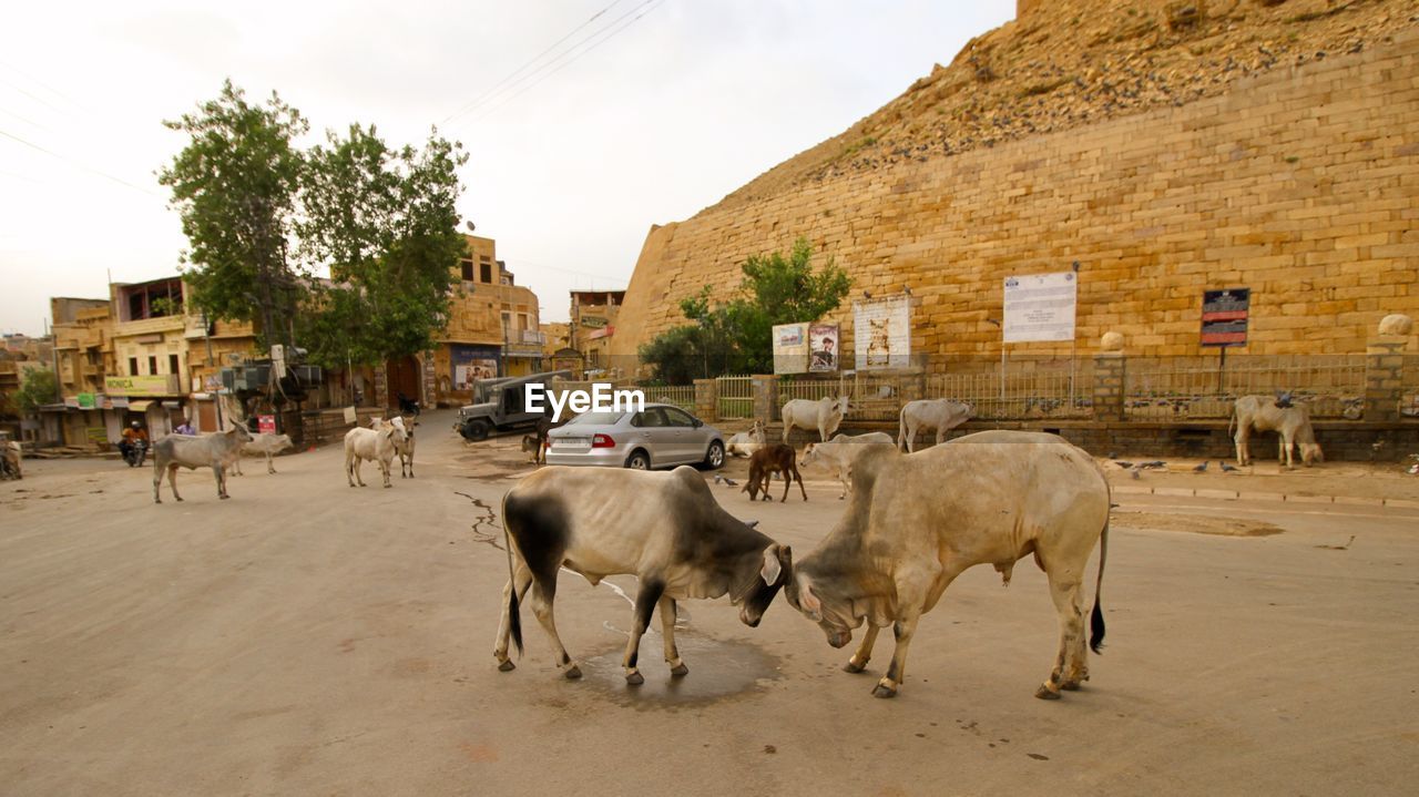 HORSES IN FRONT OF BUILT STRUCTURES