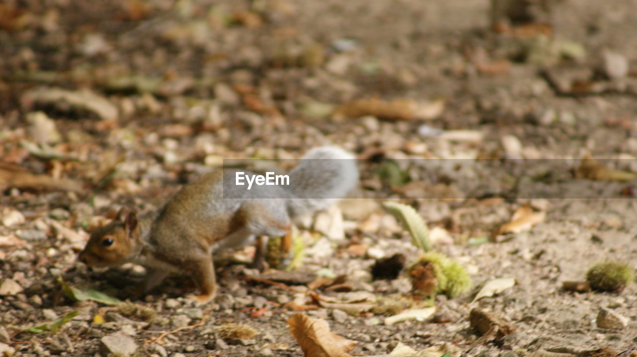 SIDE VIEW OF SQUIRREL ON LAND