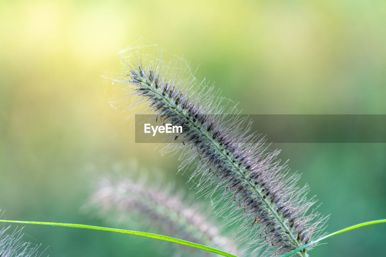 grass, green, plant, nature, close-up, beauty in nature, plant stem, macro photography, no people, macro, focus on foreground, fragility, leaf, flower, caterpillar, freshness, growth, environment, plant part, outdoors, insect, selective focus, tranquility, springtime, animal themes, day, animal, summer, extreme close-up, multi colored, flowering plant, softness, larva, environmental conservation, social issues