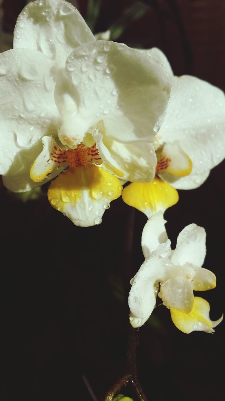 Close-up of water drops on flowers