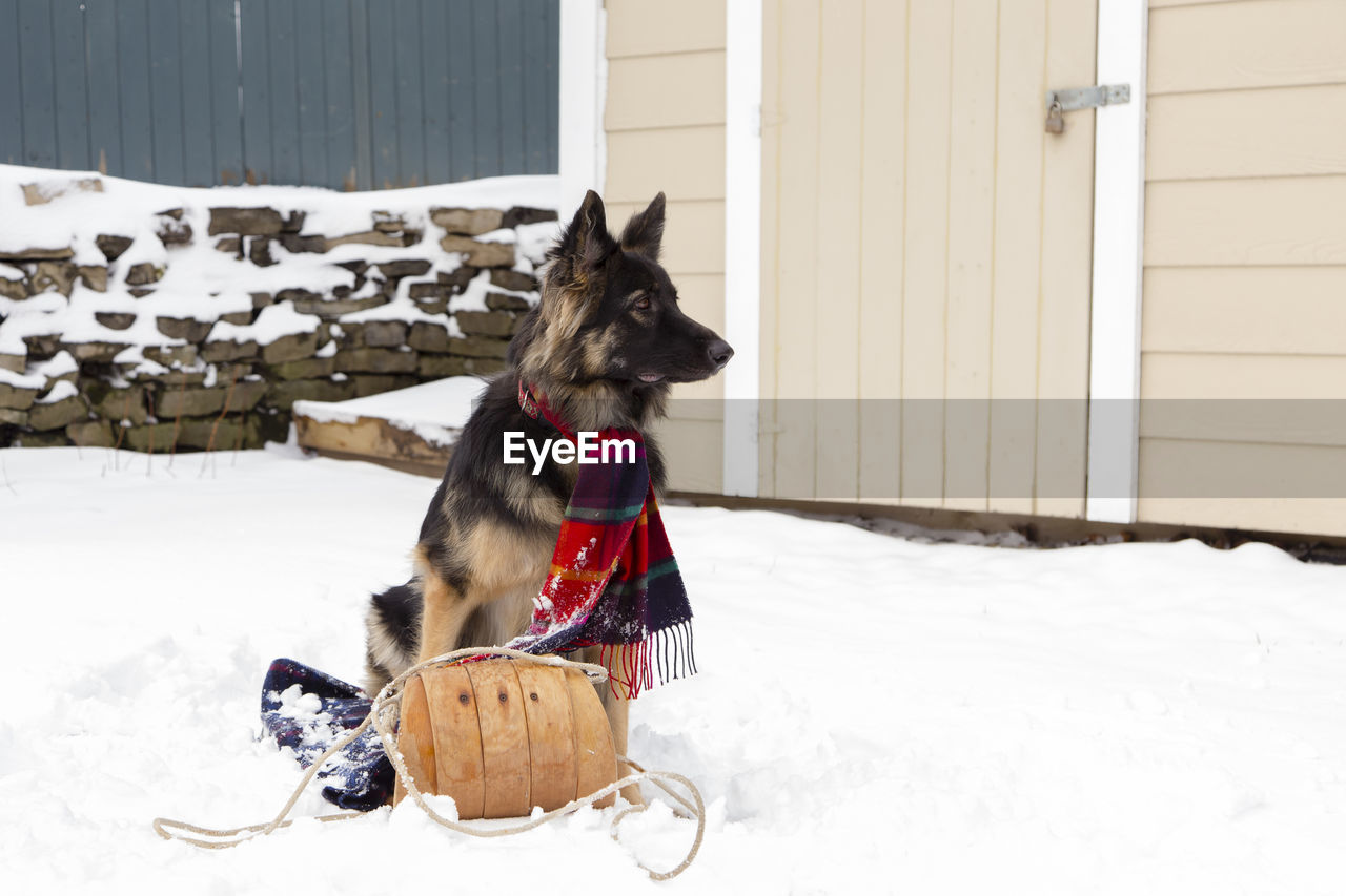 Horizontal view of gorgeous long-haired young german shepherd sitting in sled staring in profile 