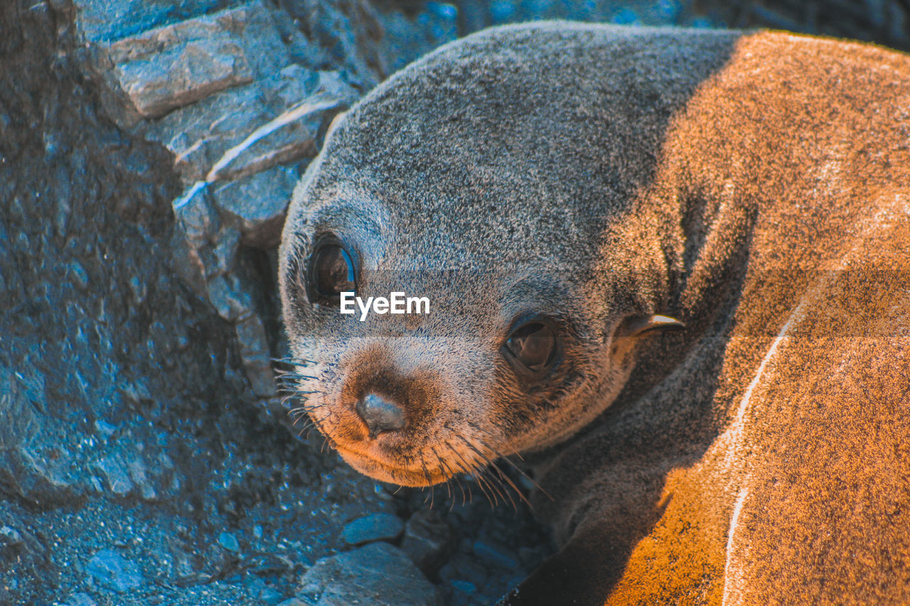 Close-up portrait of seal pup